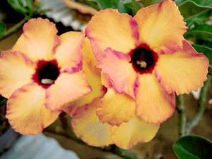 Adenium 'Pantip'