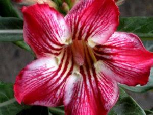 Adenium 'Pink Break'