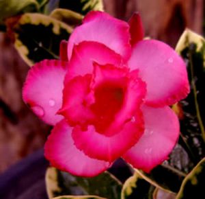 Adenium 'Scarla' (filled flowers)