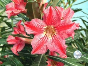 Adenium 'Star of Happiness'