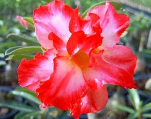 Adenium 'Tropical' (filled flowers)