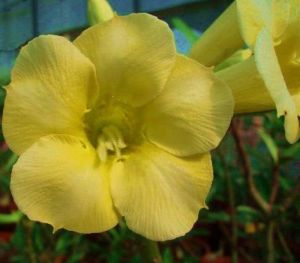 Adenium 'Yellow Earth'