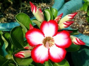 Adenium 'Zafting Moon'