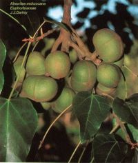 Aleurites moluccana* Aleurites moluccana*