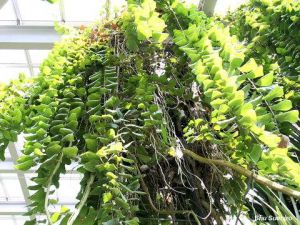 Alsomitra macrocarpa* absolute RARITÄT !! SamenRaritäten