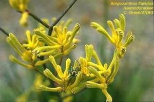Anigozanthos flavidus 'yellow'