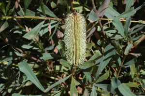 Banksia oreophila