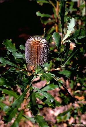 Banksia quercifolia