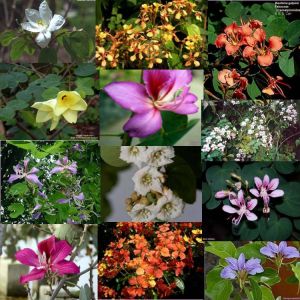 Bauhinia - Set