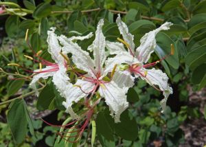 Bauhinia petersiana