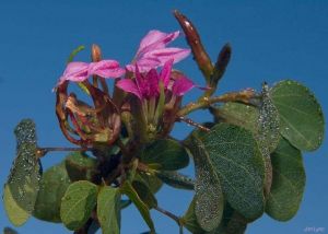 Bauhinia ramosissima*