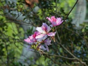 Bauhinia variegata