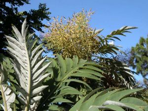 Bocconia integrifolia