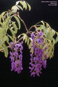 Bolusanthus speciosus