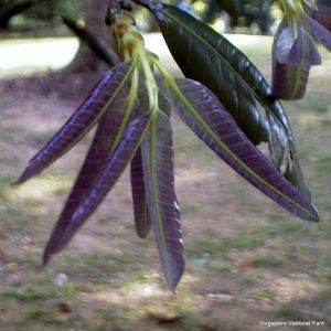 Bouea macrophylla*