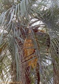 Butia eriospatha Butia eriospatha