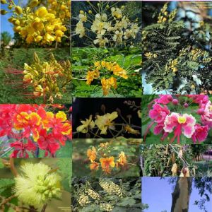 Caesalpinia - Set Caesalpinia - Set