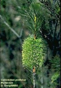 Callistemon pinifolius 'green'