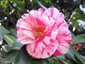 Camellia japonica*