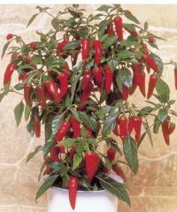 Capsicum annuum 'Apache' Capsicum annuum 'Apache'