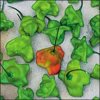 Capsicum annuum 'Balloon' Capsicum annuum 'Balloon'