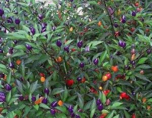 Capsicum annuum 'Bolivian Rainbow' Capsicum annuum 'Bolivian Rainbow'