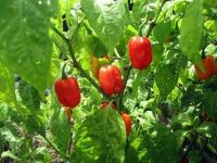 Capsicum chinense 'Habanero red'