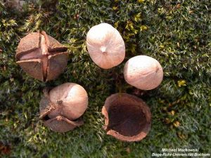Carya cordiformis
