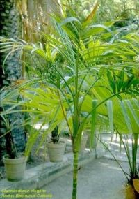 Chamaedorea elegans Chamaedorea elegans