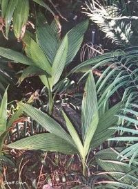 Chamaedorea deckeriana Chamaedorea deckeriana