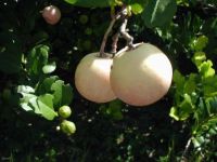 Chrysobalanus icaco 'pink'*