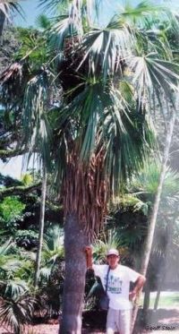 Coccothrinax spissa Coccothrinax spissa