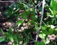 Conocarpus erectus