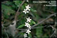 Crowea angustifolia