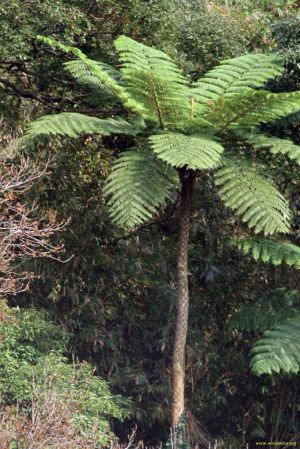Cyathea lepifera Cyathea lepifera