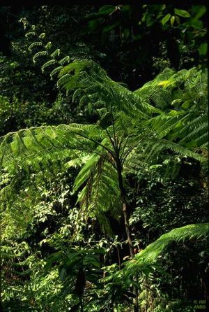 Cyathea robertsiana Cyathea robertsiana