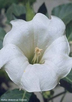 Datura stramonium (white)