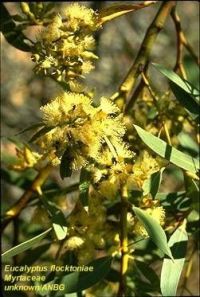 Eucalyptus flocktoniae