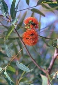 Eucalyptus phoenicea