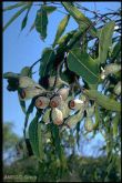 Eucalyptus ptychocarpa (pure seeds)