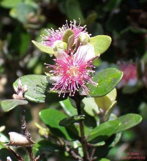 Syzygium buxifolium*