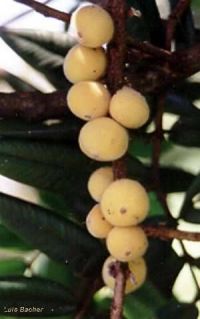 Eugenia tomentosa* Eugenia tomentosa*