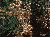 Dimocarpus longan*