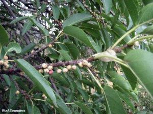 Ficus cordata subsp. salicifolia
