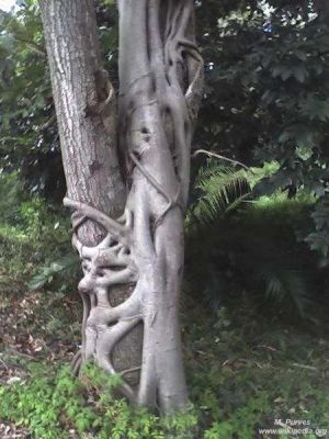 Ficus stuhlmannii