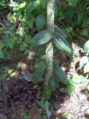 Herrania umbratica* Frucht & Nutzpflanzen, H