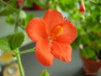 Hibiscus barnardii (Form B)
