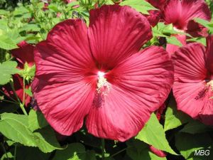 Hibiscus moscheutos 'Luna Red'