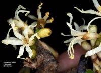 Inocarpus edulis* Inocarpus edulis*