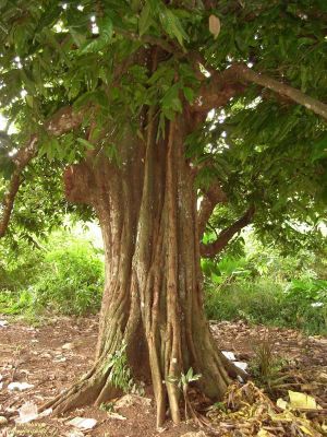 Inocarpus edulis*